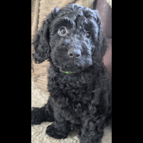Cockapoo - Both