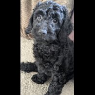 Cockapoo - Both