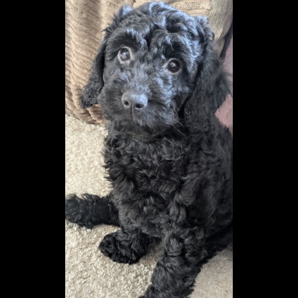 Cockapoo - Both