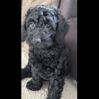 Cockapoo - Both