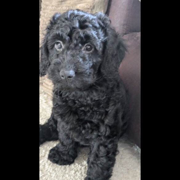Cockapoo - Both