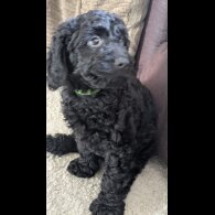 Cockapoo - Both