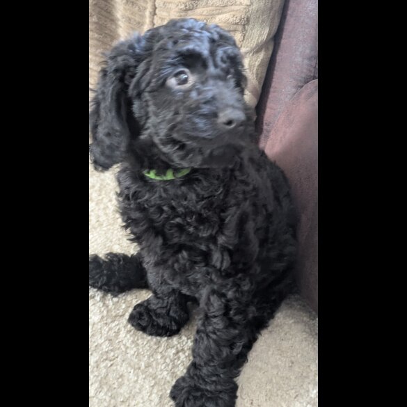 Cockapoo - Both