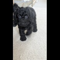 Cockapoo - Both