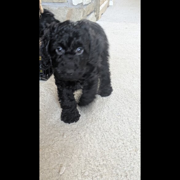 Cockapoo - Both
