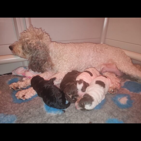 Cockapoo - Both