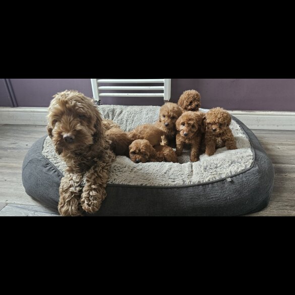 Cockapoo - Both