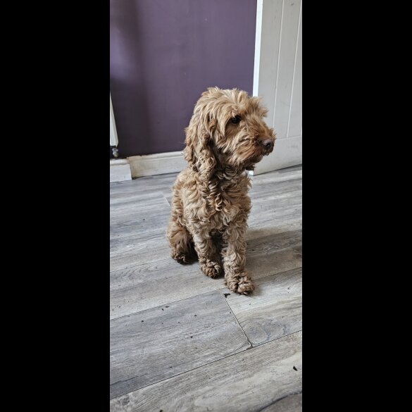 Cockapoo - Both