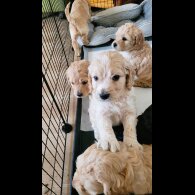 Cockapoo - Both