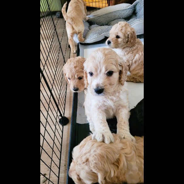 Cockapoo - Both