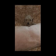 Cockapoo - Both