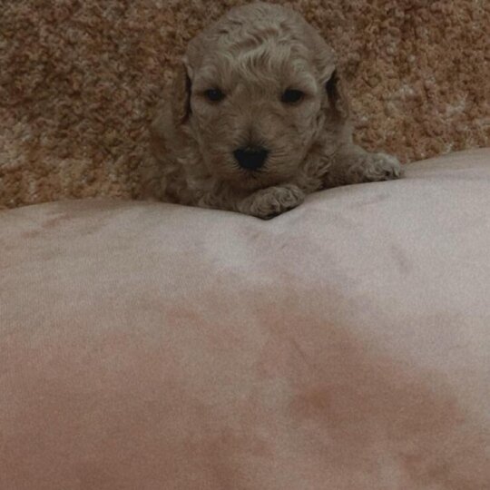 Cockapoo - Both