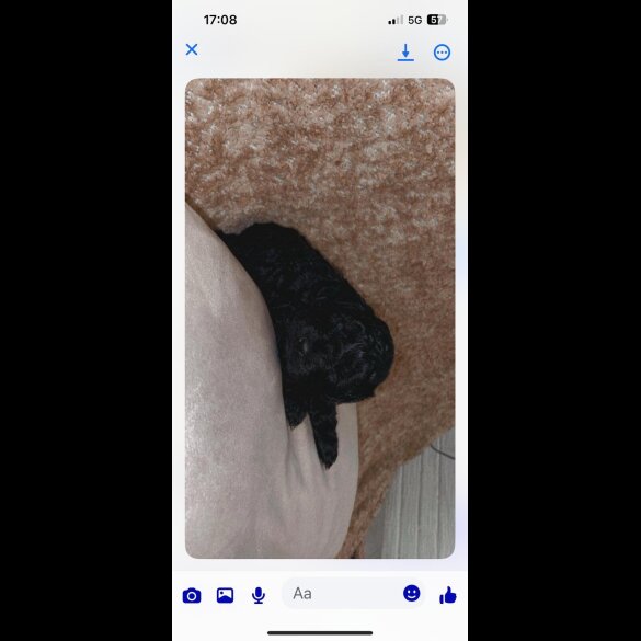 Cockapoo - Both