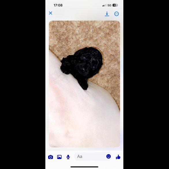 Cockapoo - Both