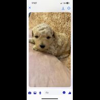 Cockapoo - Both