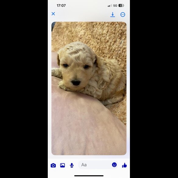 Cockapoo - Both