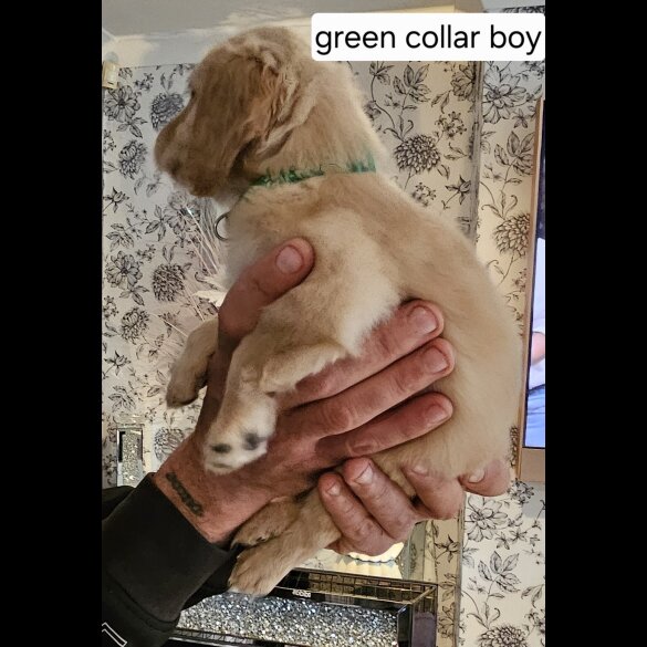 Cockapoo - Dogs