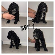 Cockapoo - Dogs