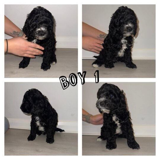 Cockapoo - Dogs