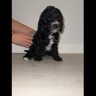 Cockapoo - Dogs