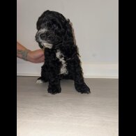 Cockapoo - Dogs