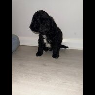 Cockapoo - Dogs