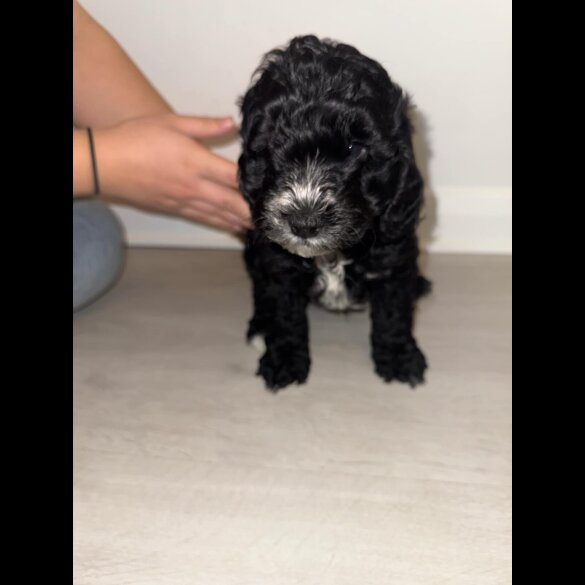 Cockapoo - Dogs