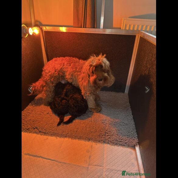 Cockapoo - Dogs