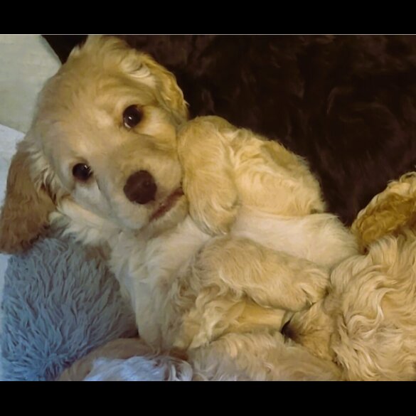 Cockapoo - Both