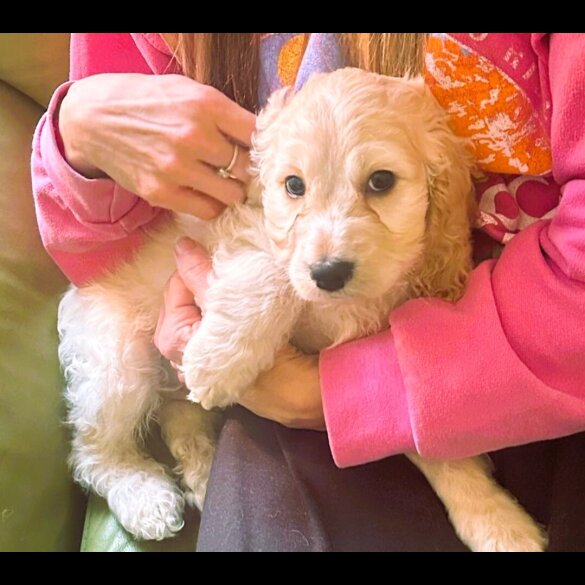 Cockapoo - Both