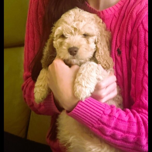 Cockapoo - Both