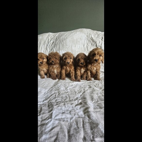 Cockapoo - Both