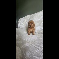 Cockapoo - Both