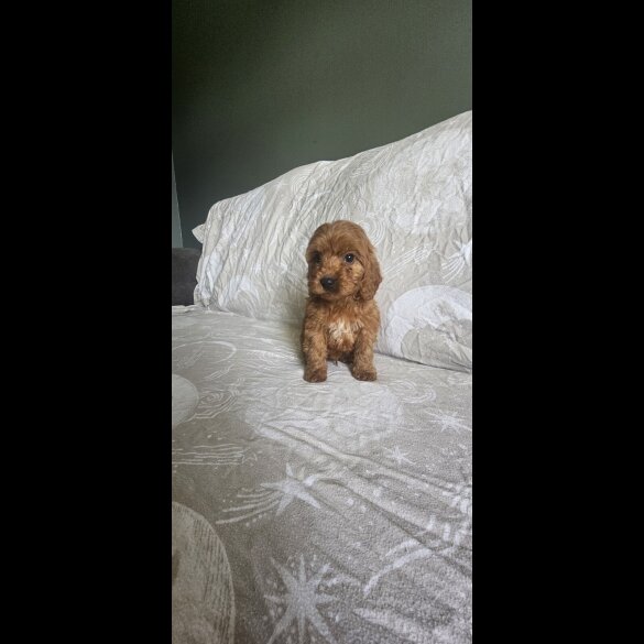 Cockapoo - Both