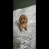 Cockapoo - Both