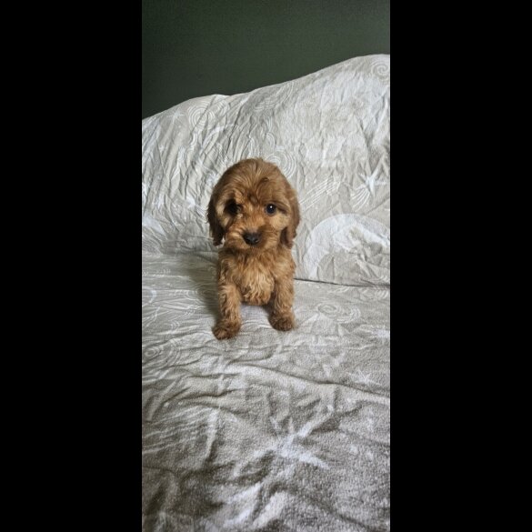 Cockapoo - Both