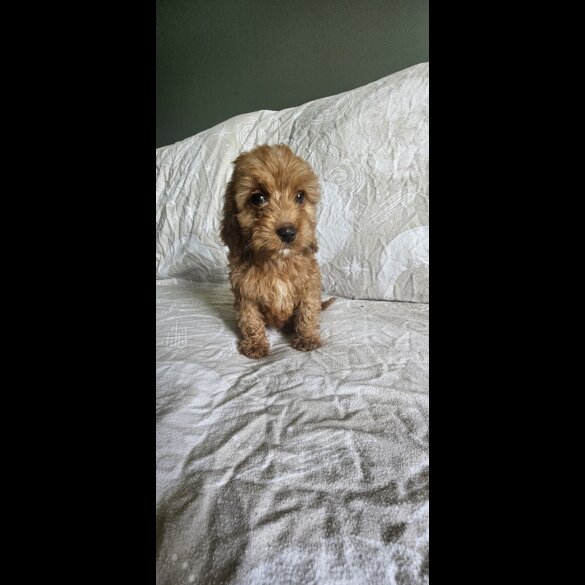 Cockapoo - Both