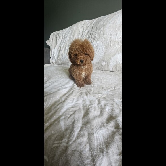 Cockapoo - Both