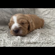 Cocker Spaniel (Working &amp; Show) - Both
