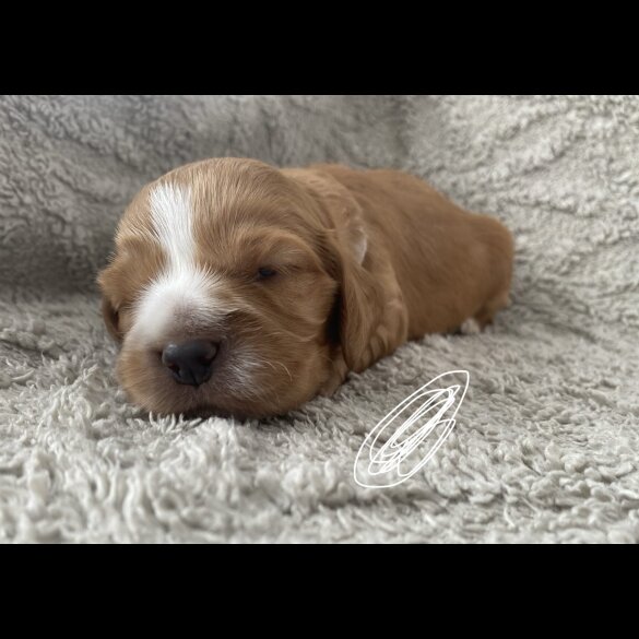 Cocker Spaniel (Working &amp; Show) - Both