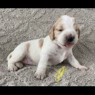 Cocker Spaniel (Working &amp; Show) - Both