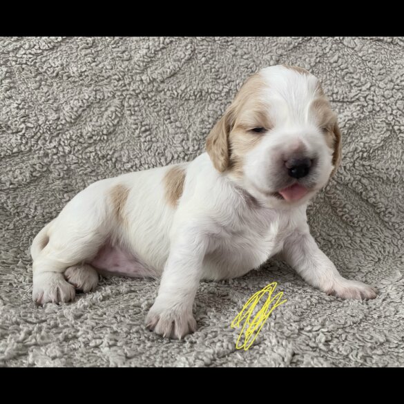 Cocker Spaniel (Working &amp; Show) - Both