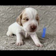 Cocker Spaniel (Working &amp; Show) - Both