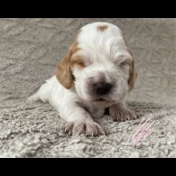Cocker Spaniel (Working &amp; Show) - Both