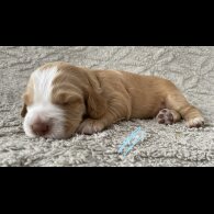 Cocker Spaniel (Working &amp; Show) - Both