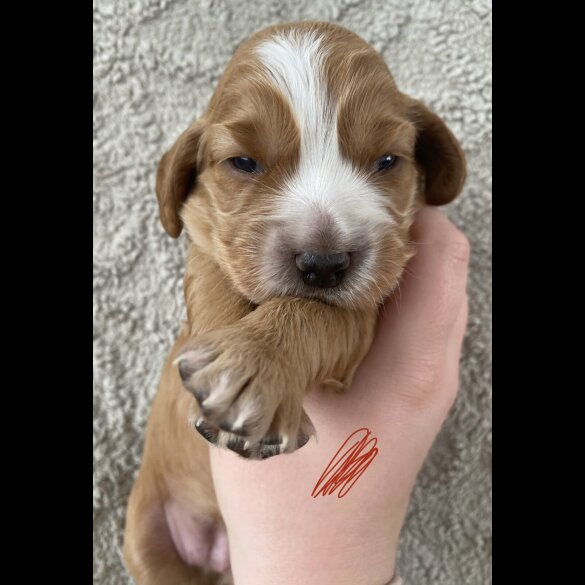 Cocker Spaniel (Working &amp; Show) - Both