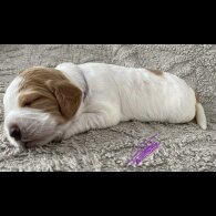 Cocker Spaniel (Working &amp; Show) - Both