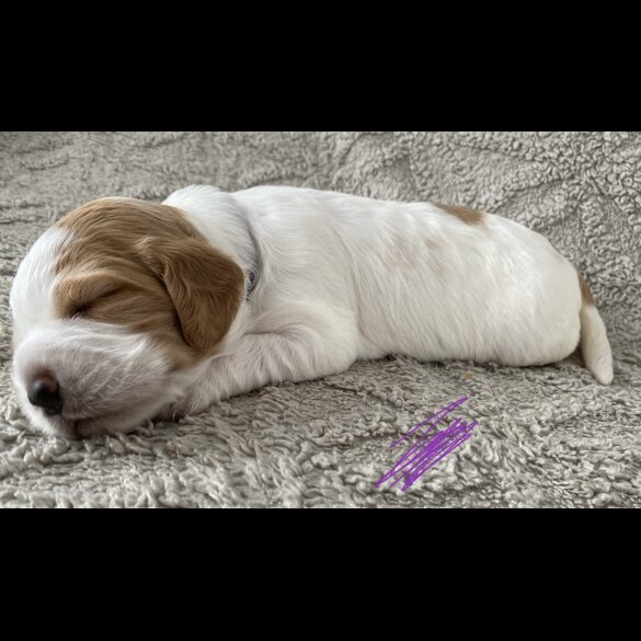 Cocker Spaniel (Working &amp; Show) - Both