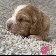 Cocker Spaniel (Working &amp; Show) - Both