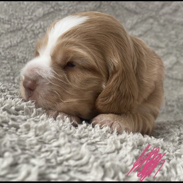 Cocker Spaniel (Working &amp; Show) - Both